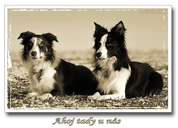 banner bordercollie